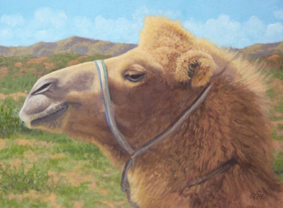 Bactrian Camel, Mongolia  oil  12x16"