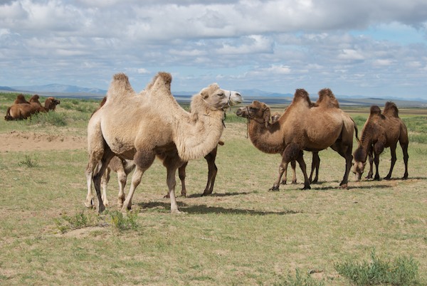 Bactrian camels, including my model, at Arburd Sands