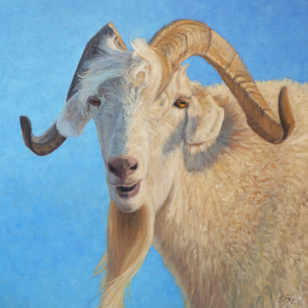 "Cashmere Goat, Mongolia"  oil  16x16"