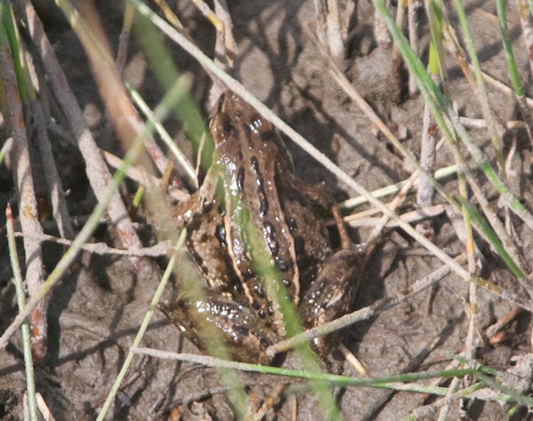 Siberian Wood Frog (Rana amurensis)