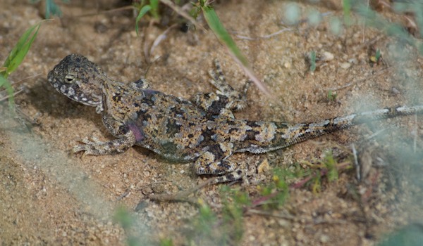 Toad-headed agama