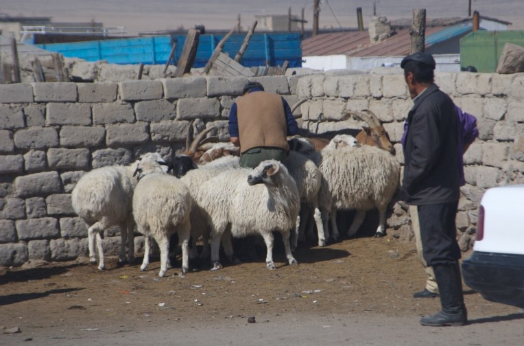 Sheep for sale in Hovd, western Mongolia, 2006