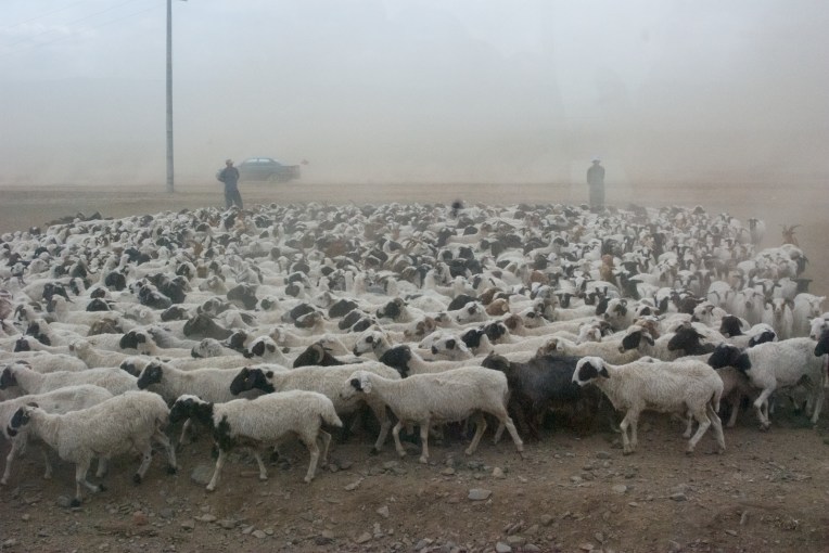 Sheep for sale by the road during the National Naadam, 2009