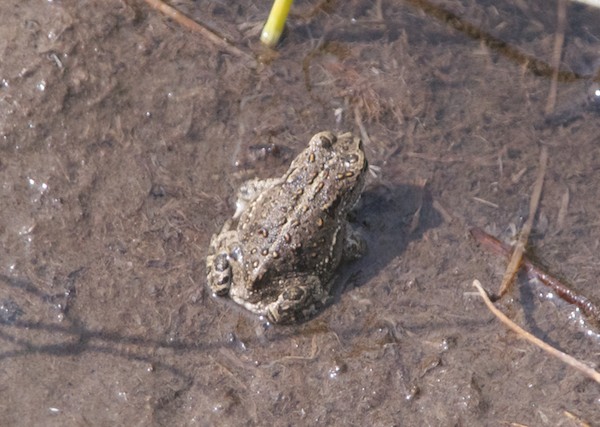Mongolian toad, Gun-Galuut