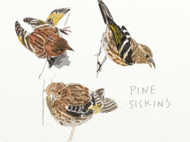 Pine siskins