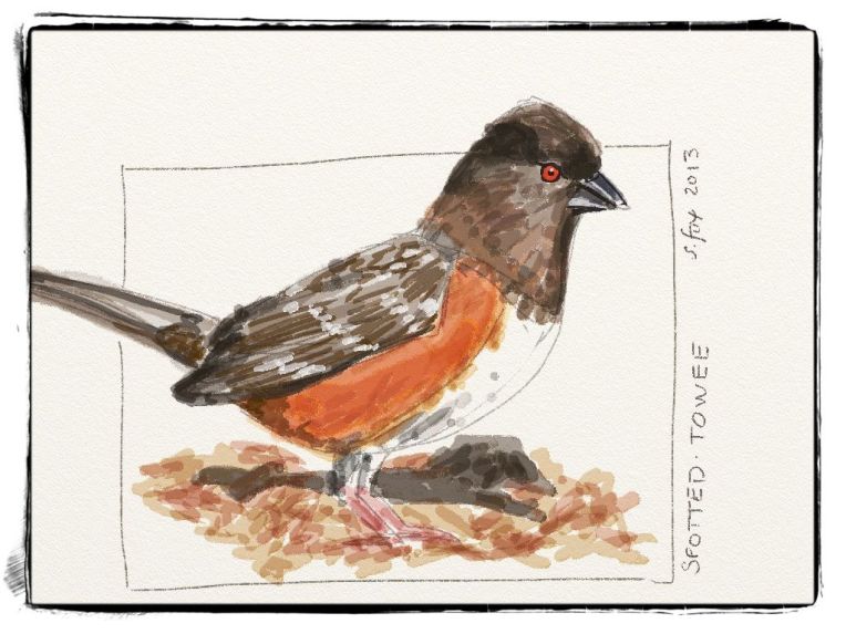Spotted towhee