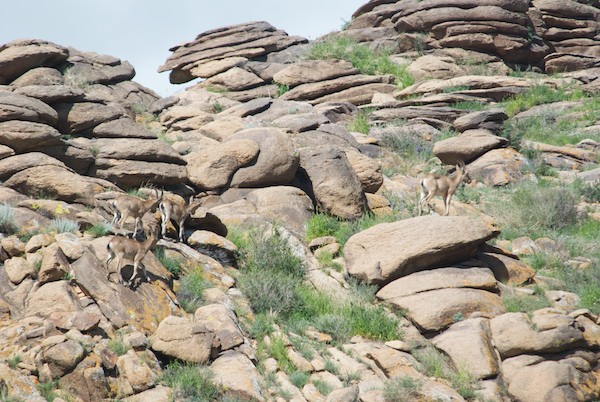 Ibex group at Ikh Nartiin Chuluu