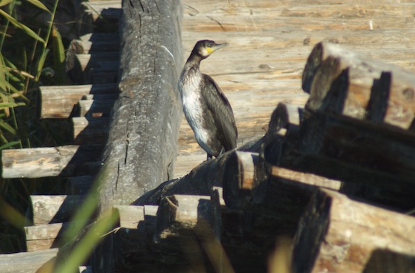 Cormorant