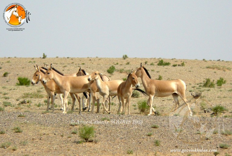 Khulans2008_2_A-C SOURIS_S.FOX_FB