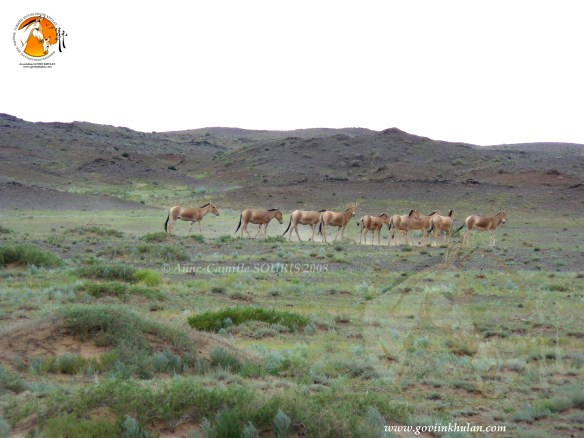 Khulans2008_A-C SOURIS_S.FOX_FB