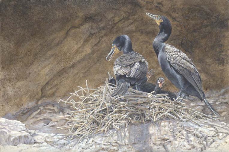 Canyon Light: Double-crested Cormorants at the Nest Acrylic on Clayboard 
