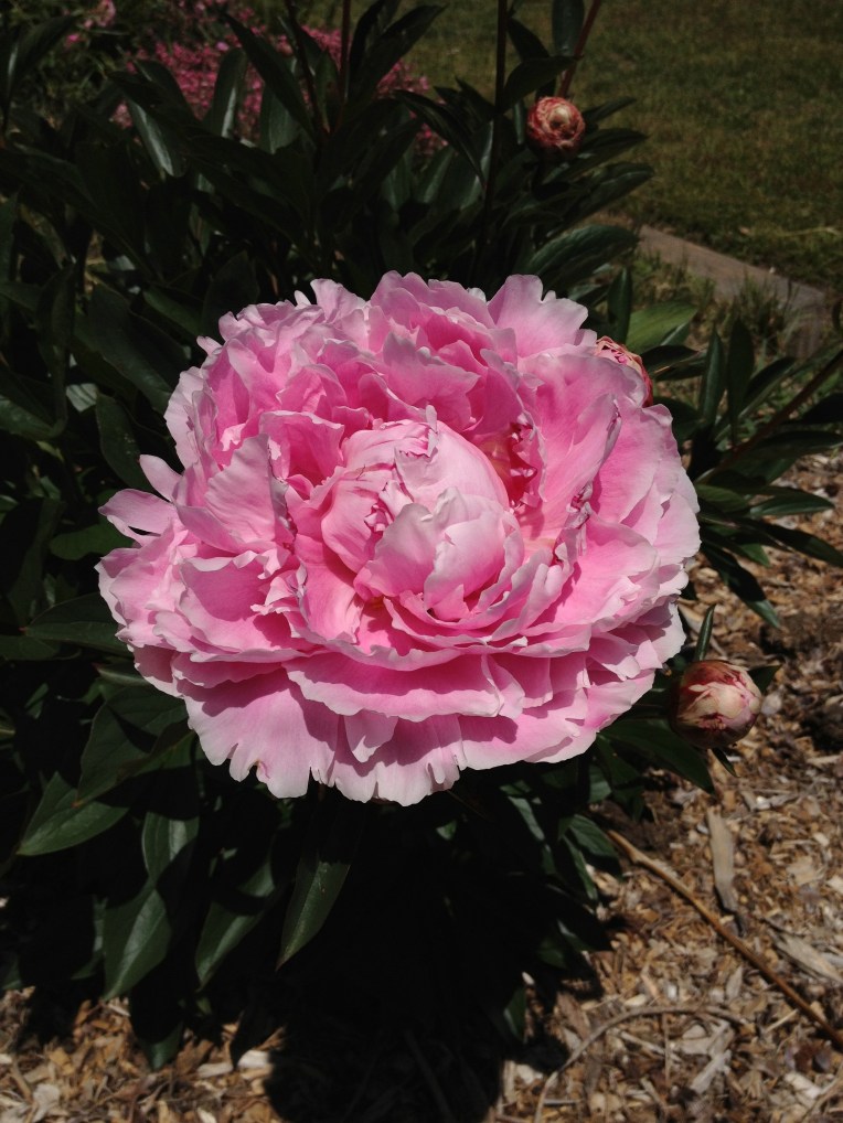 Sarah Bernhardt peony