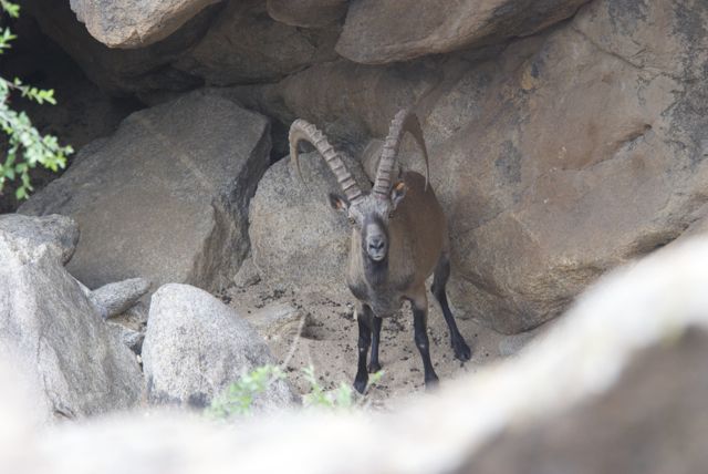 Siberian ibex