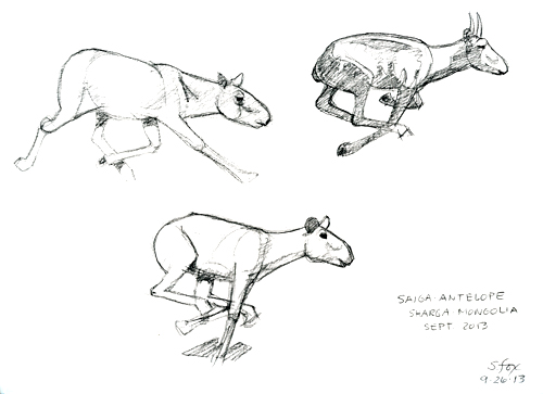 Saiga studies 1