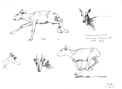 Saiga studies 3