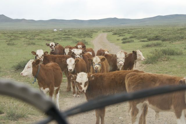 Just one of those things you encounter on the road in Mongolia, local livestock