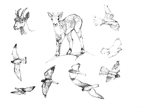 Siberian ibex and lesser kestrels