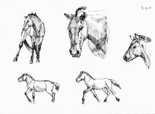 Takhi, Hustai National Park