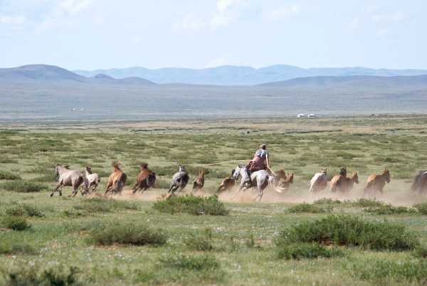 I had to make a really tough choice. I wanted to watch the wrestling, but a demonstration of catching and riding young horses had begun. The horses won out because I really needed more reference of riders using the urga (the long catchpole)