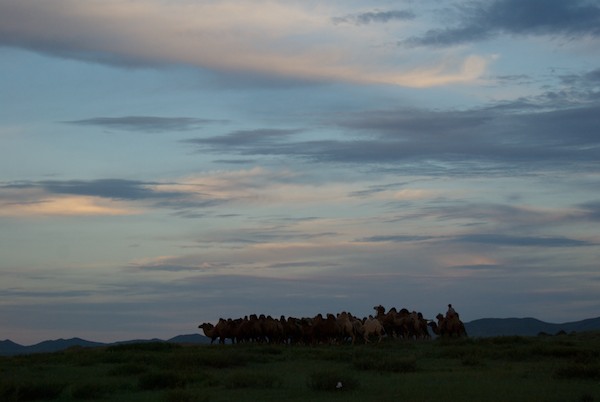 Arburd Sands sunset. With camels.