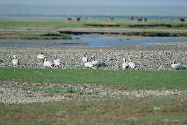 We hadn't even gotten to the lake yet, having come to a series of two streams we needed to cross when we spotted bar-headed geese!