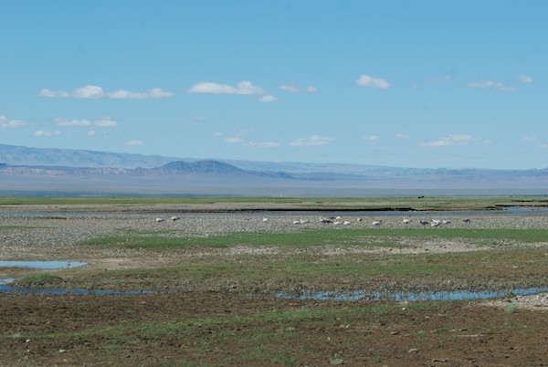 We hadn't even gotten to the lake yet, having come to a series of two streams we needed to cross when we spotted bar-headed geese!
