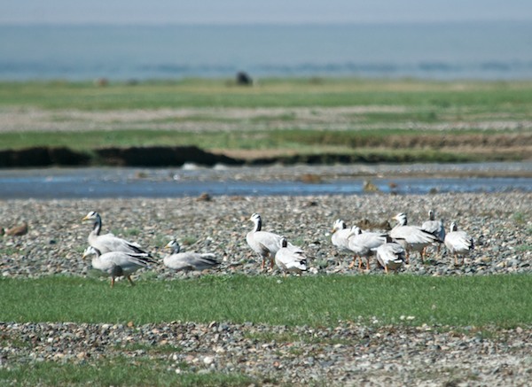 These geese are famous for their migration route...over the Himalayas at altitudes approaching 30,000 ft, the same as an airliner.