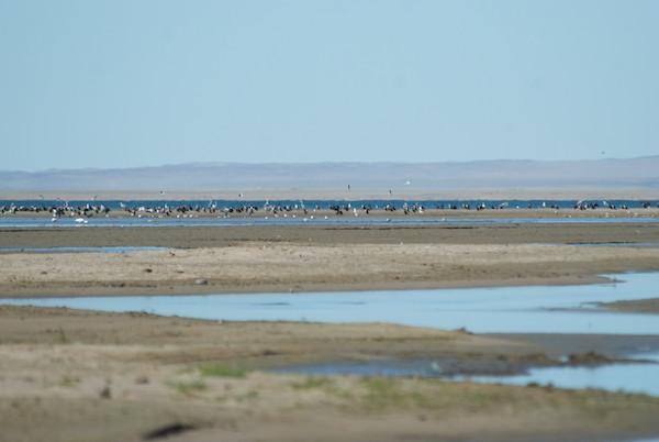 Once down on the lakeshore we saw, at a tantalizing distance this large group of birds on a sand bar
