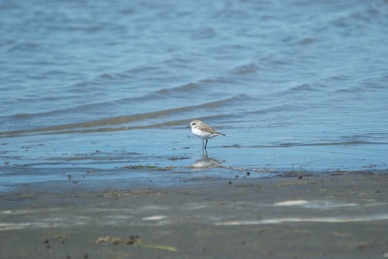 Kentish plover