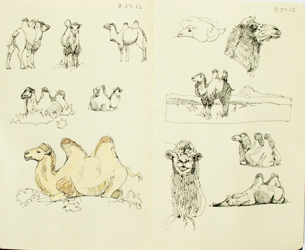 Camels-8-27-12-a