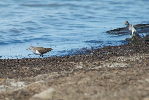 Common sandpiper