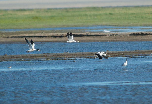 Common shelducks