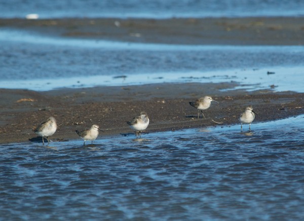 Curlew sandpipers, juveniles