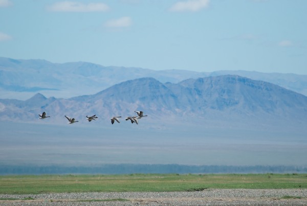 Wild greylag geese flew by at one point.