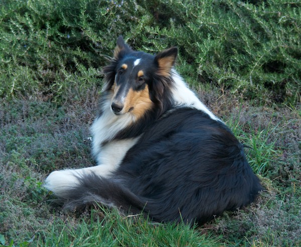 Hailey (Romany's Hadley)- our new 10 month old collie girl from Romany Collies