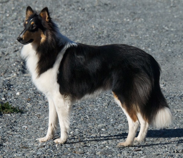 Hailey on her first outing to Redwood Creek. Her recall is already reliable enough that we could let her off-lead.