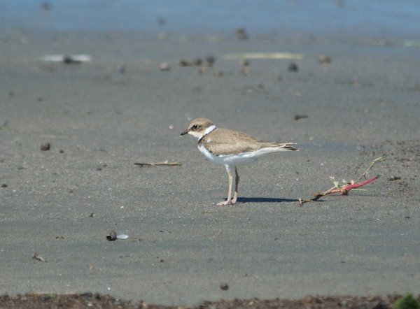 Little-ringed plover