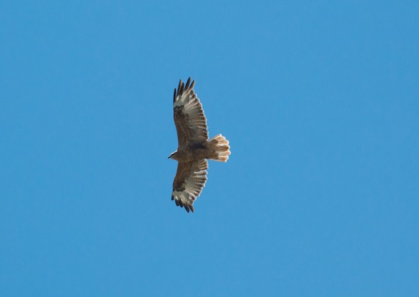 There was also a long-legged buzzard.