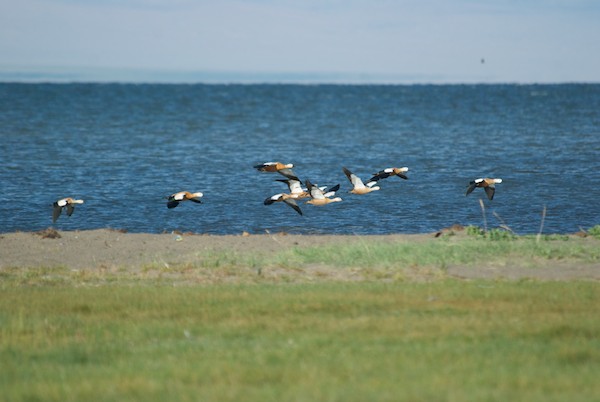 Ruddy shelducks