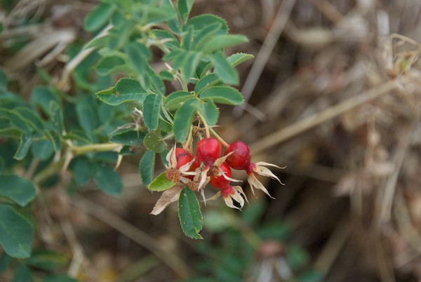 Rosehips