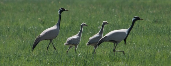 Demoiselle crane family