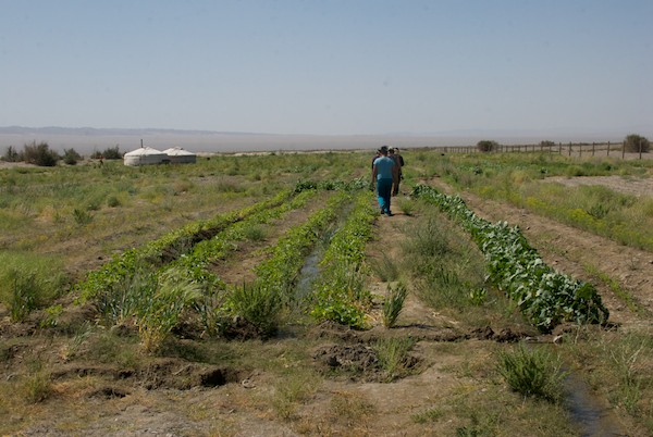 The vegetable garden covered a LOT of ground.