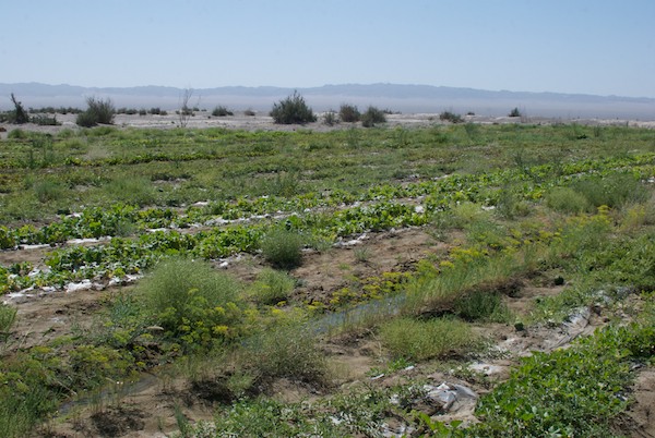 It was hard to get a shot that really showed how big this garden is.
