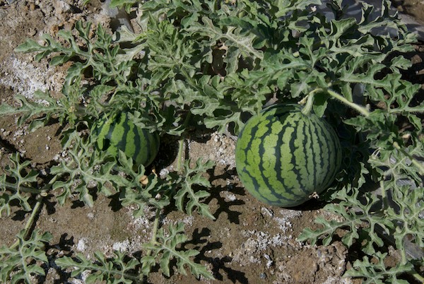 But this was the big treat...watermelons!