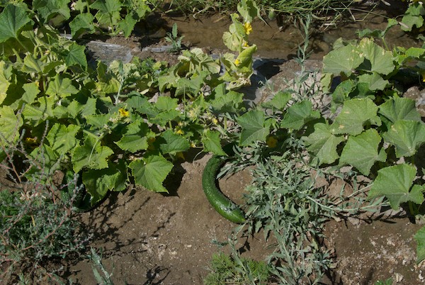 There were also many rows of cucumbers.