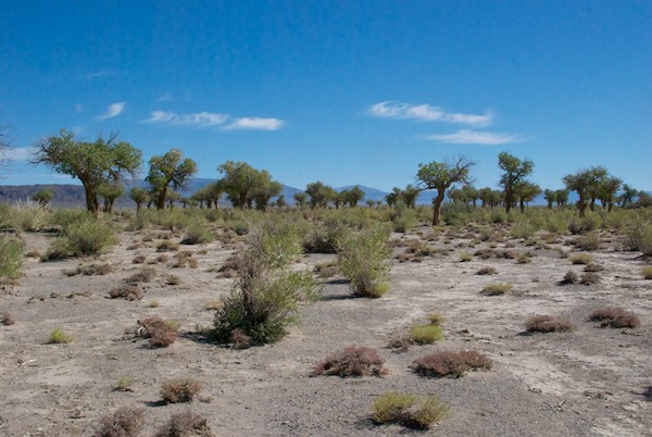 Grove of trees west of Eej Hairhan Uul