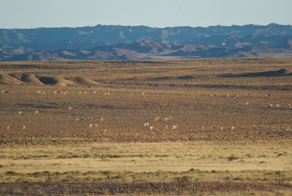 Large herd of khulan grazing in the evening