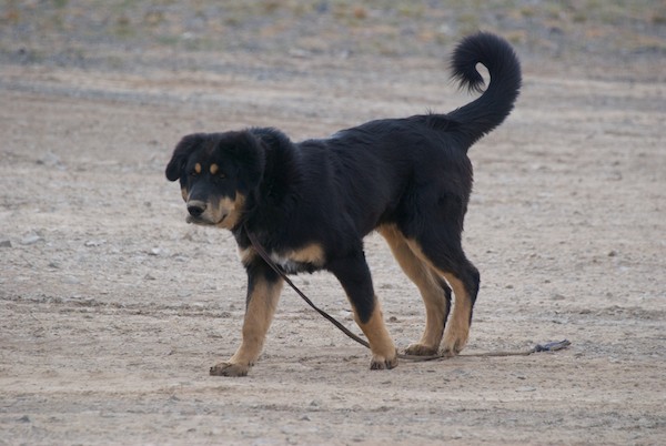 There was also a Mongol dog, which are called bankhar, hanging around.