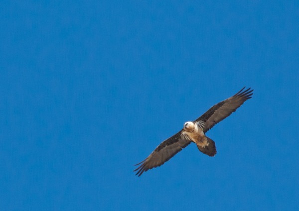 He took off and I got some nice aerial shots.