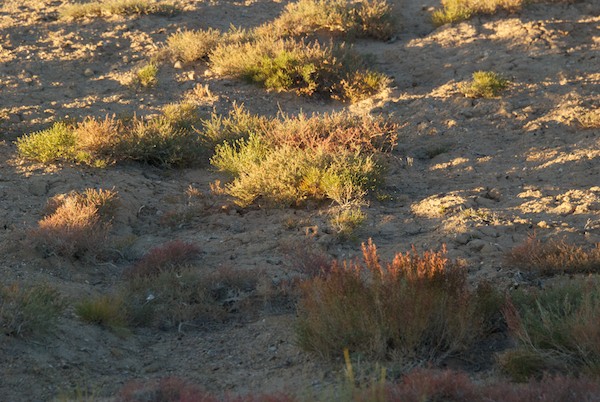Plants that are fodder for the takhi